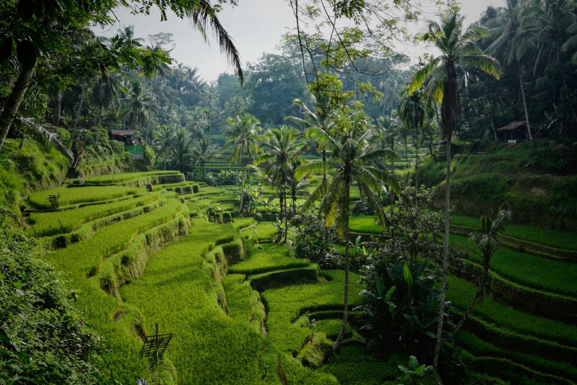 Goedkope vliegtickets Bali weer