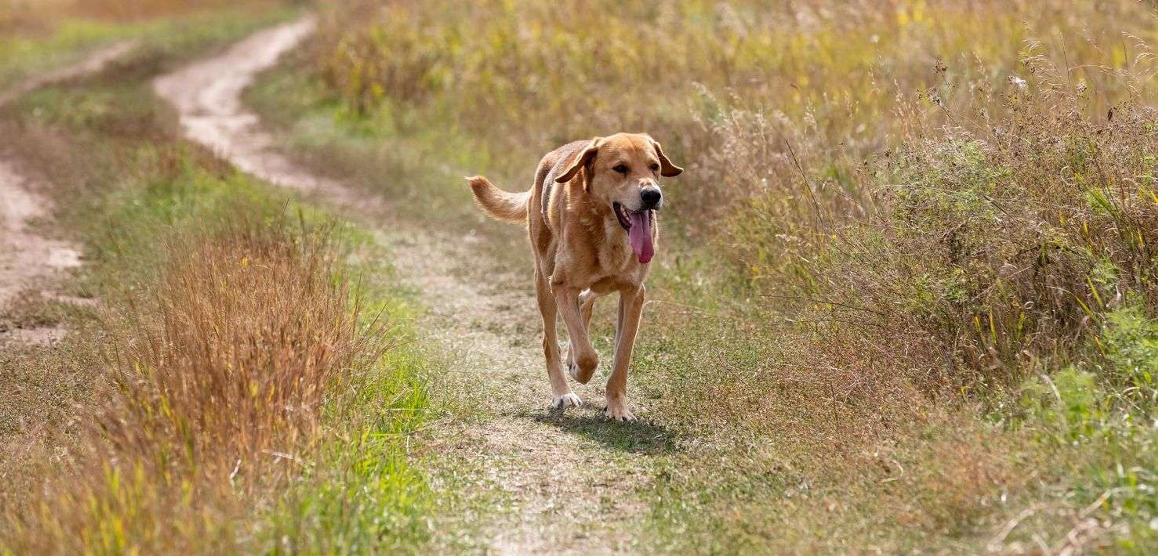 Hotel Met Hond | Uniek Nachtje Weg!