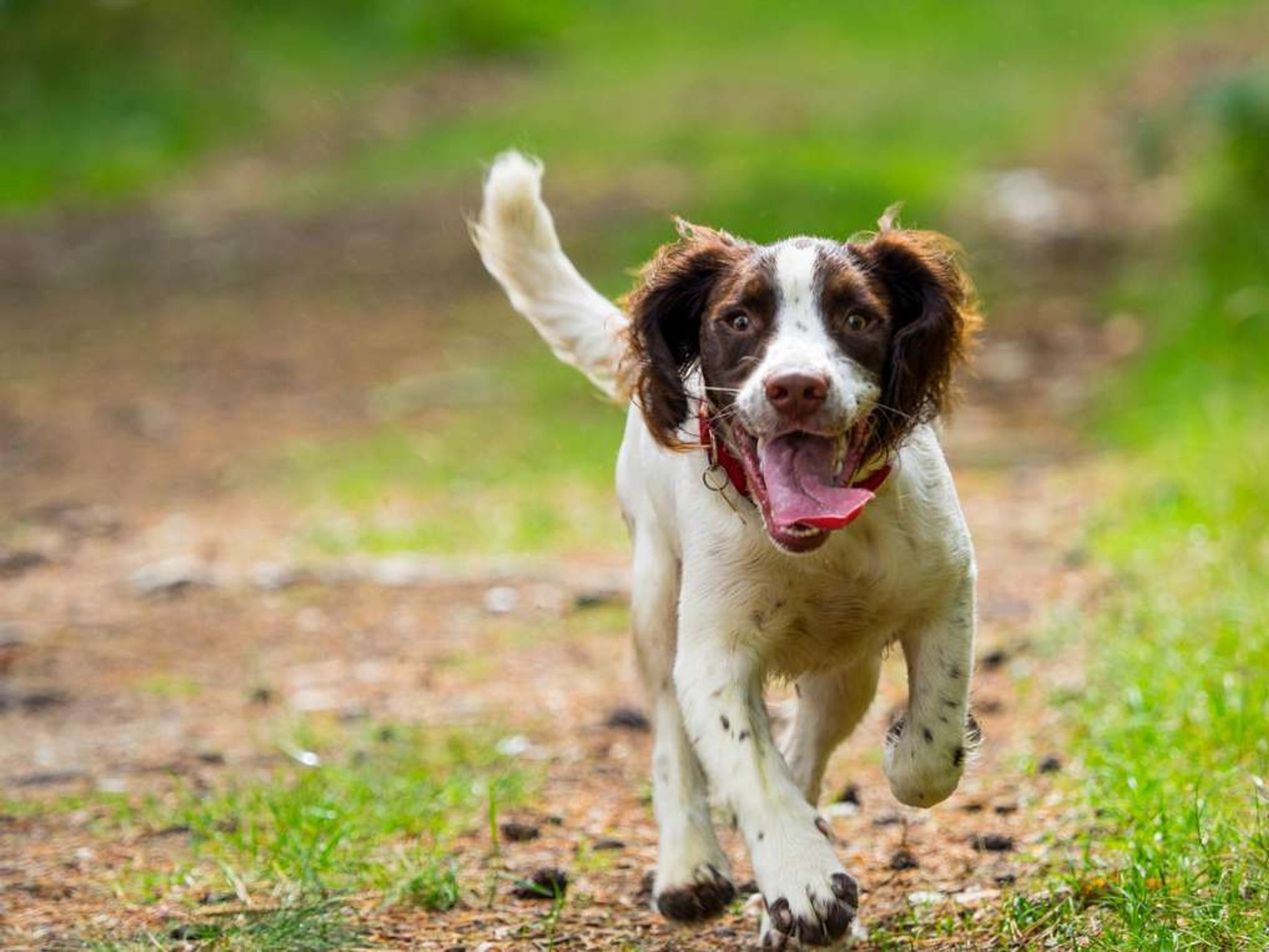 Hotel Met Hond | Uniek Nachtje Weg!