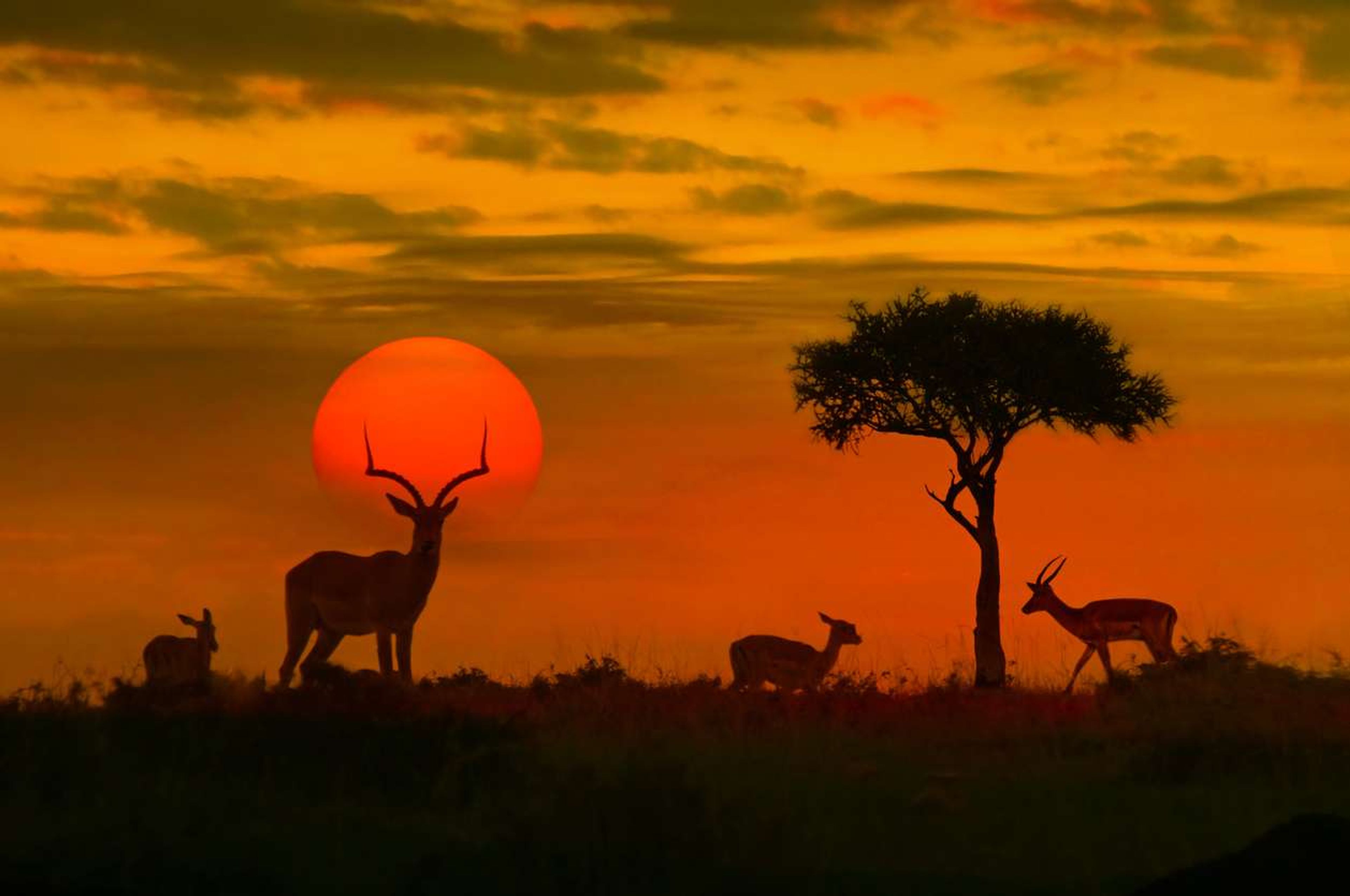 Afrikaanse zonsondergang