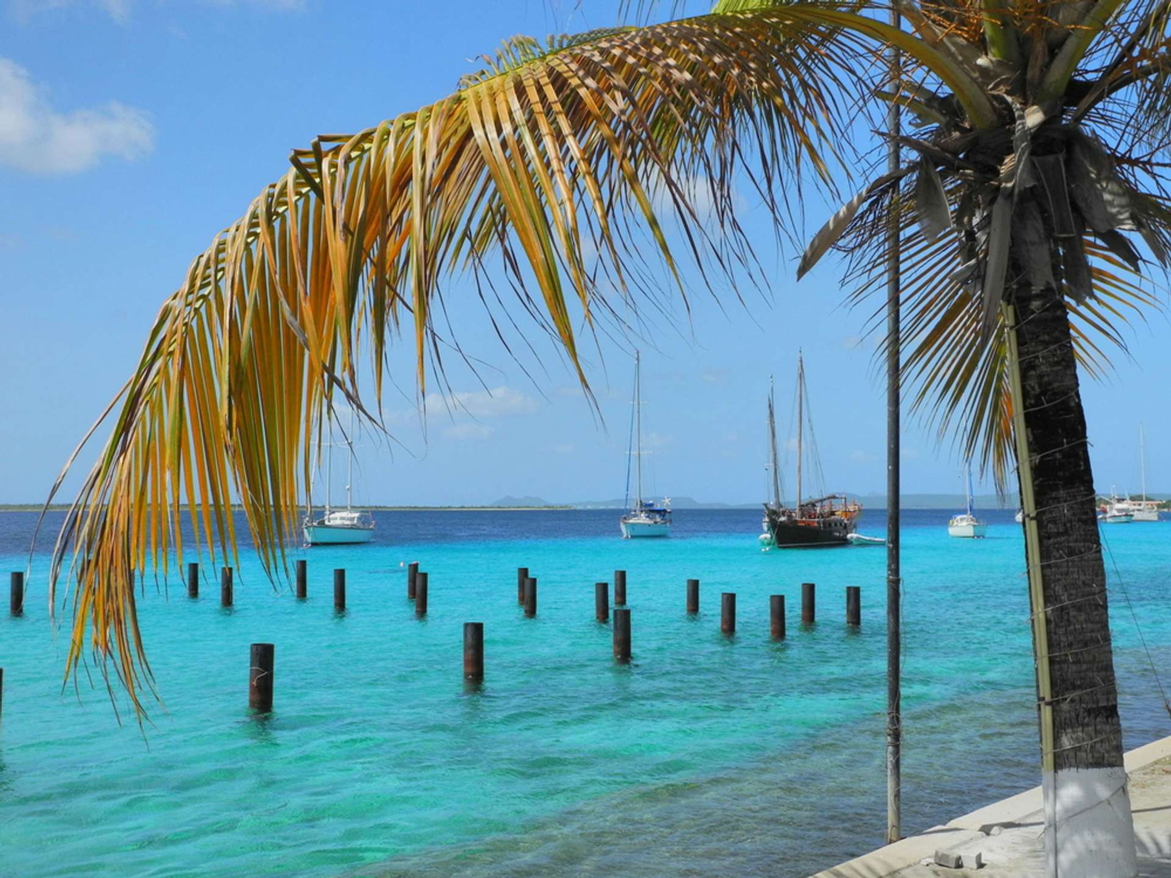 Bonaire blauwe zee palmboom