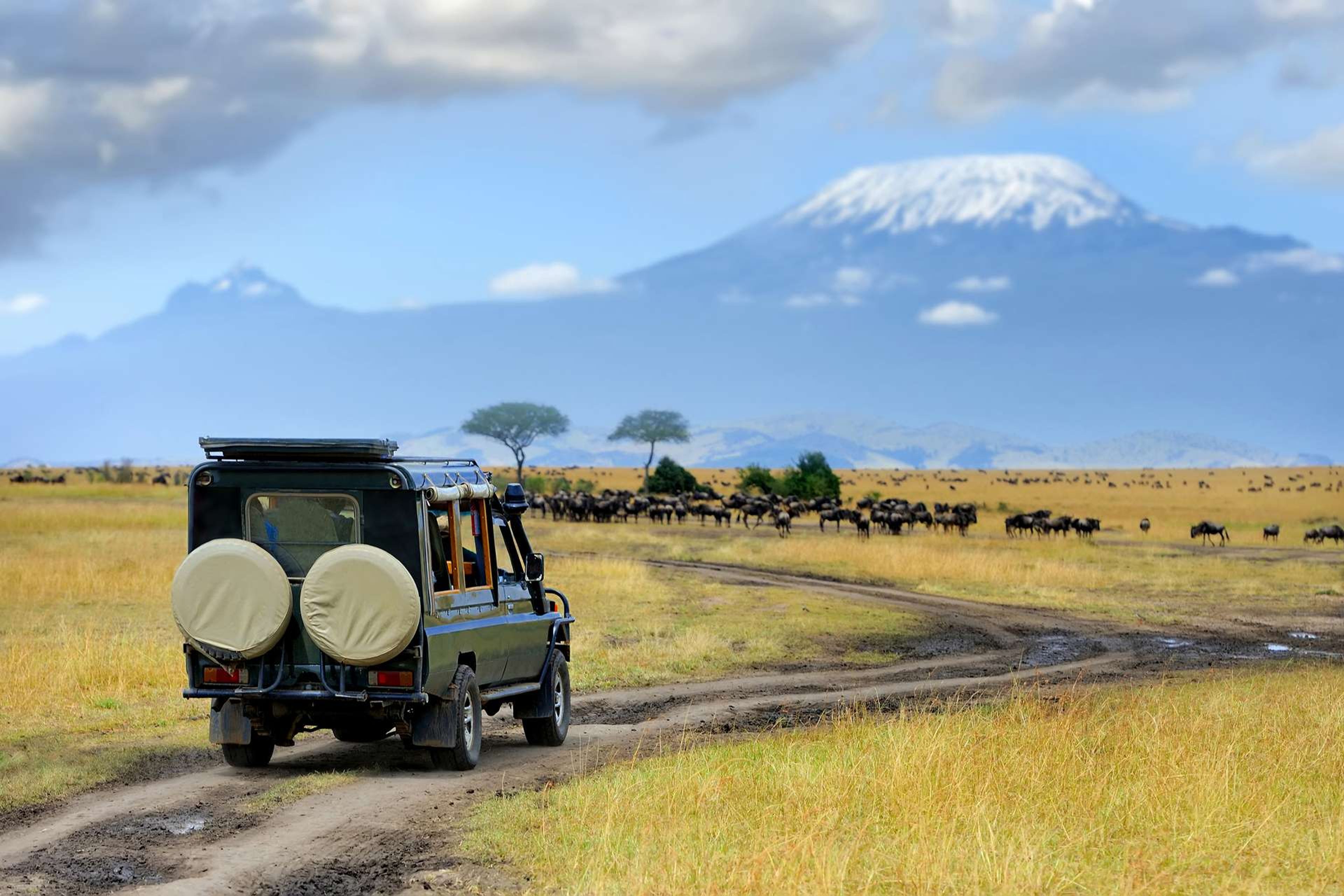 Kenia Masai Mara safari met wildebeest