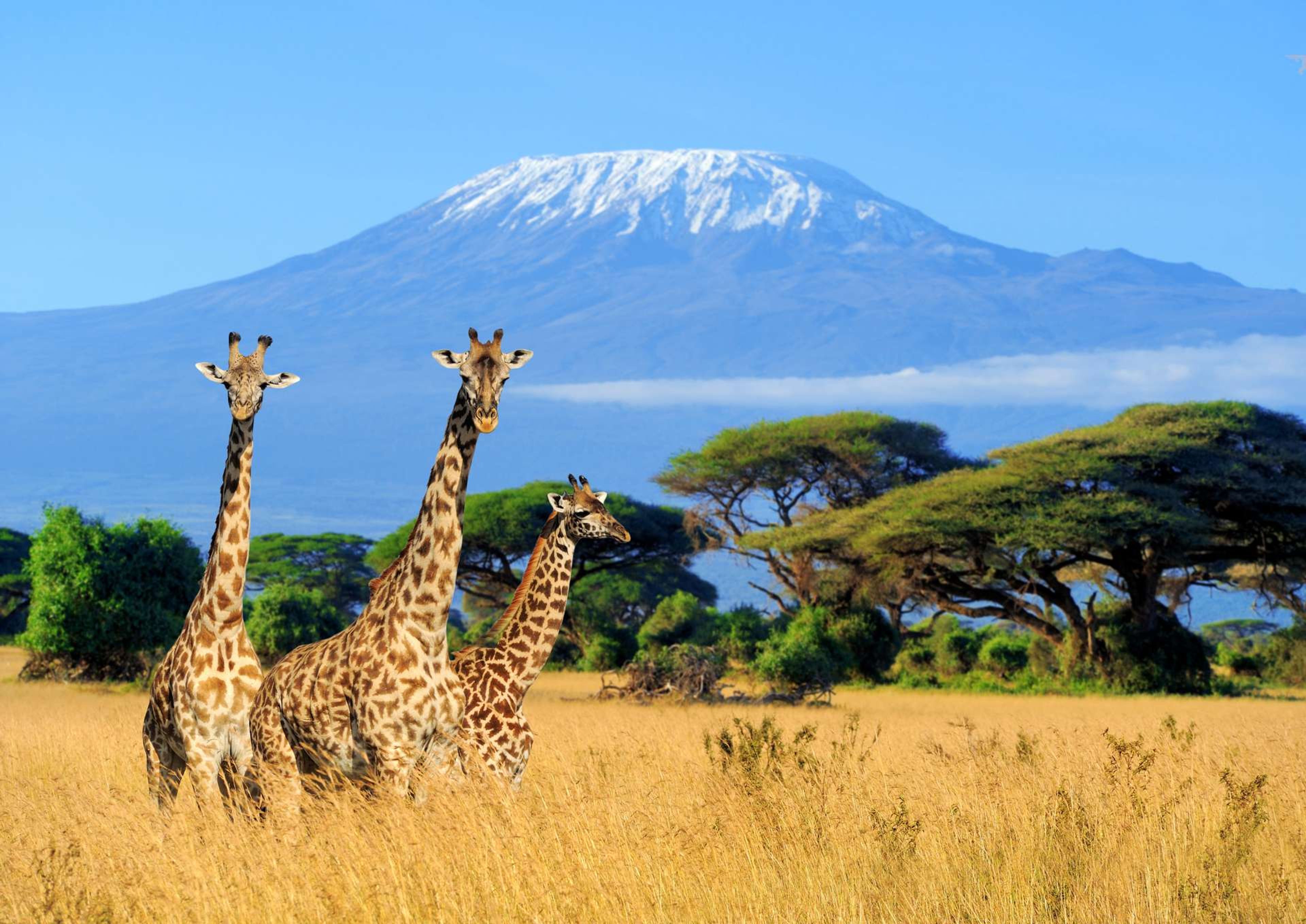 Kenia National park of Kenya Three giraffe on Kilimanjaro mount background