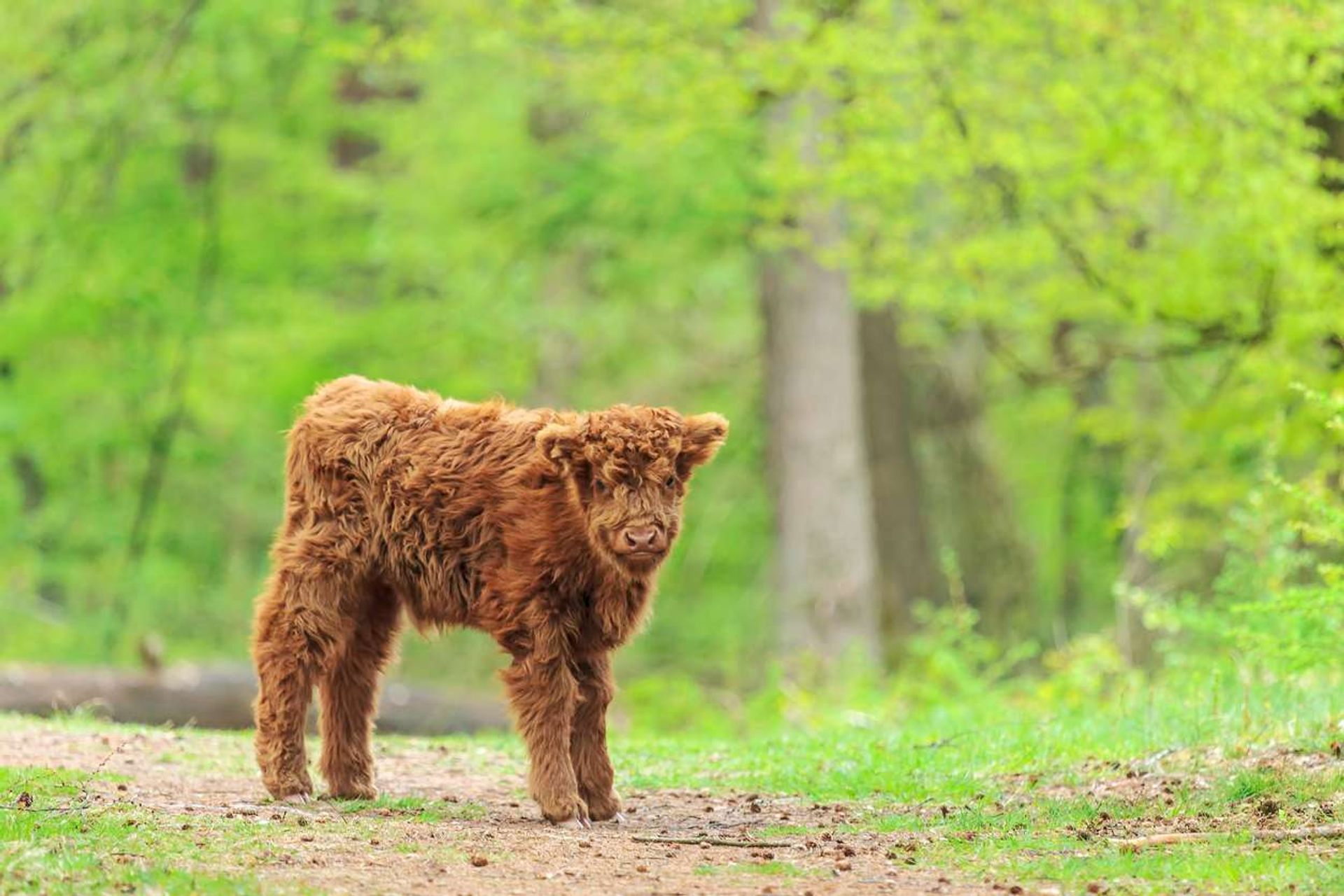 Veluwe