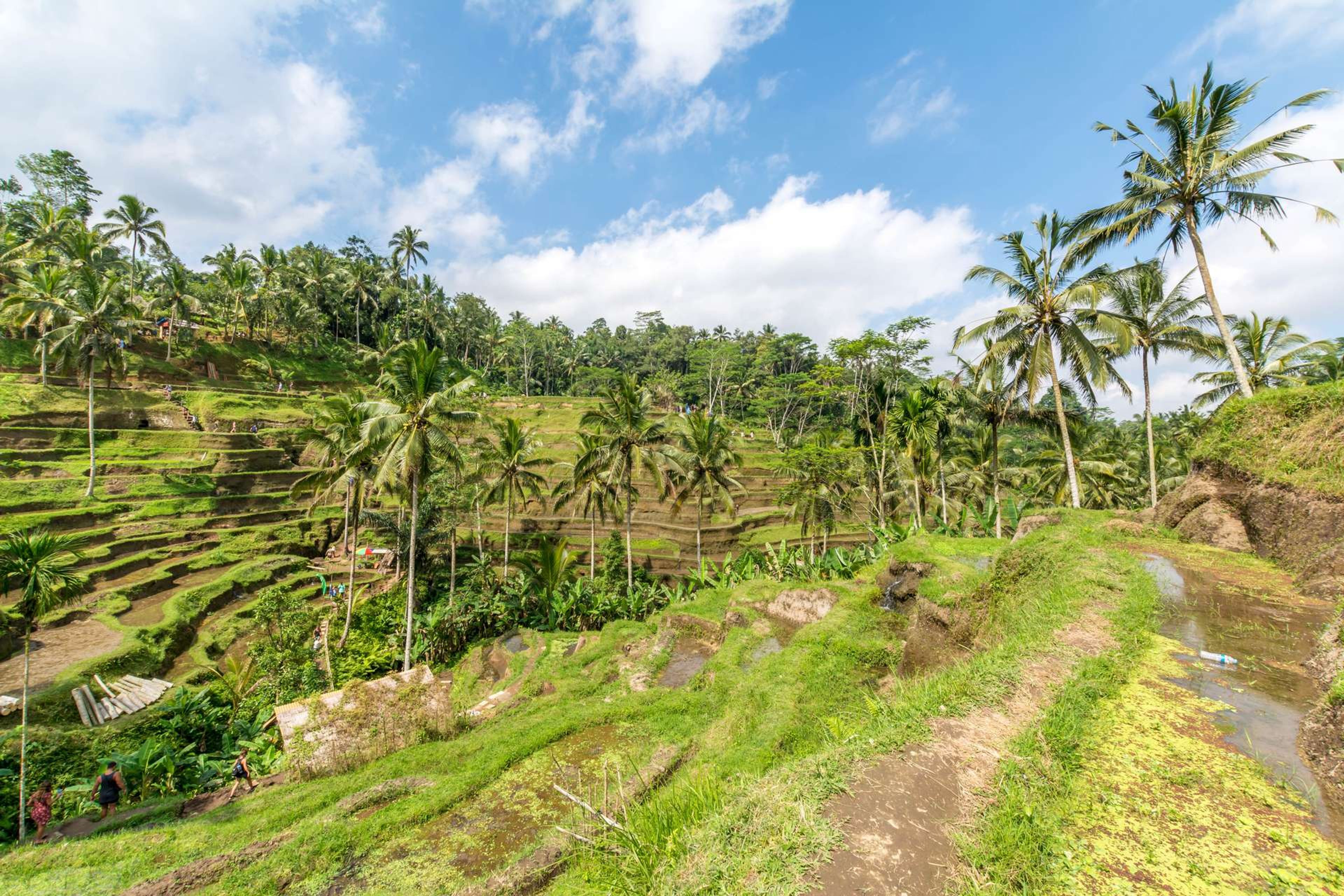 Indonesië Bali Ubud Tegallalang