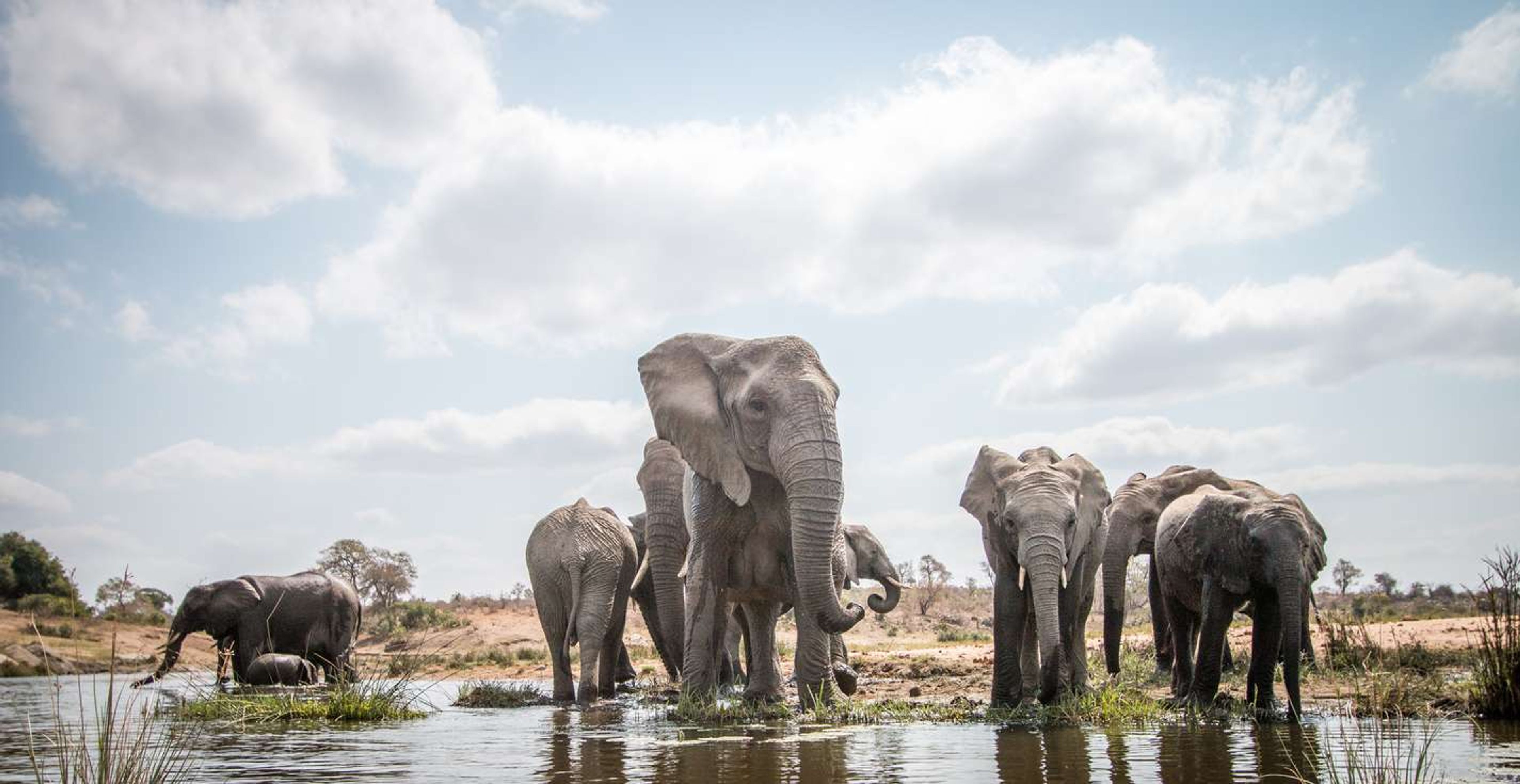 Olifanten Kruger Park