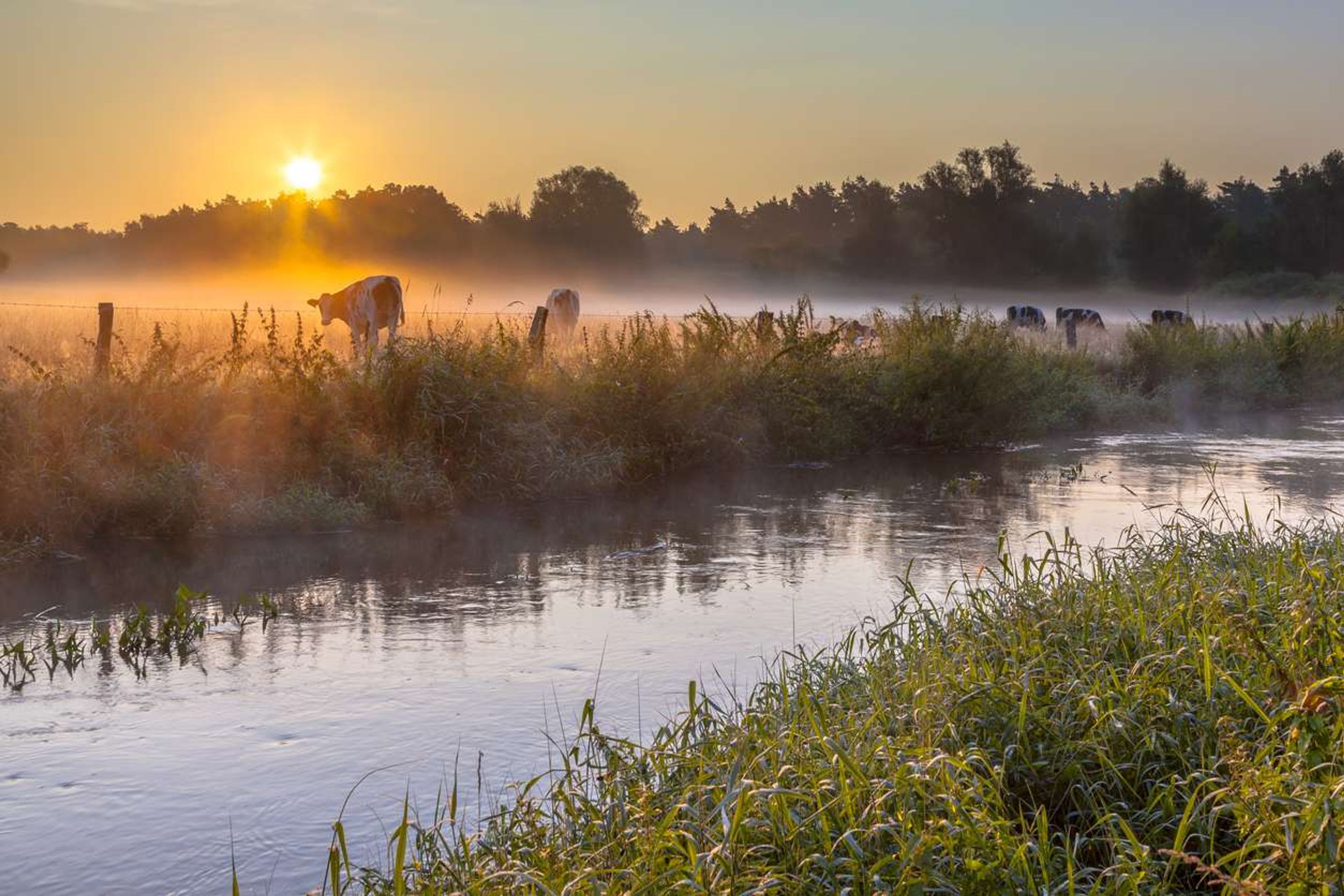 overijssel natuur koeien