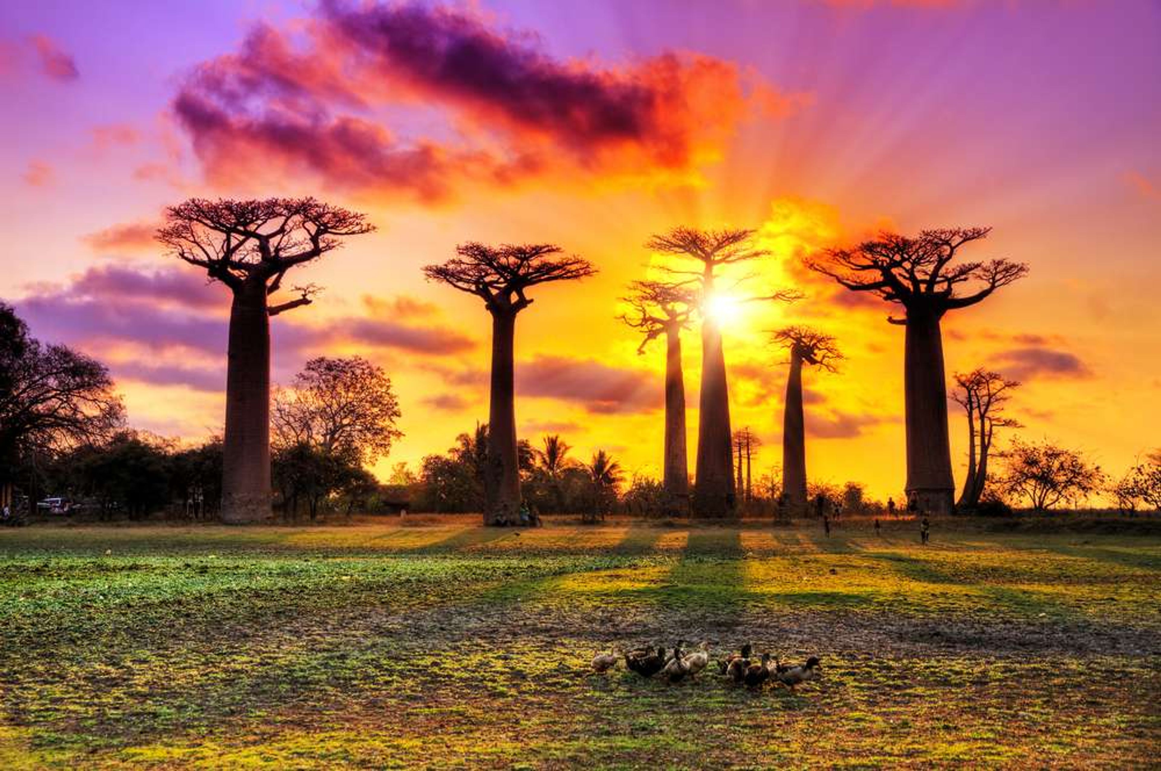 Madagascar BaoBab Boom Zonsondergang