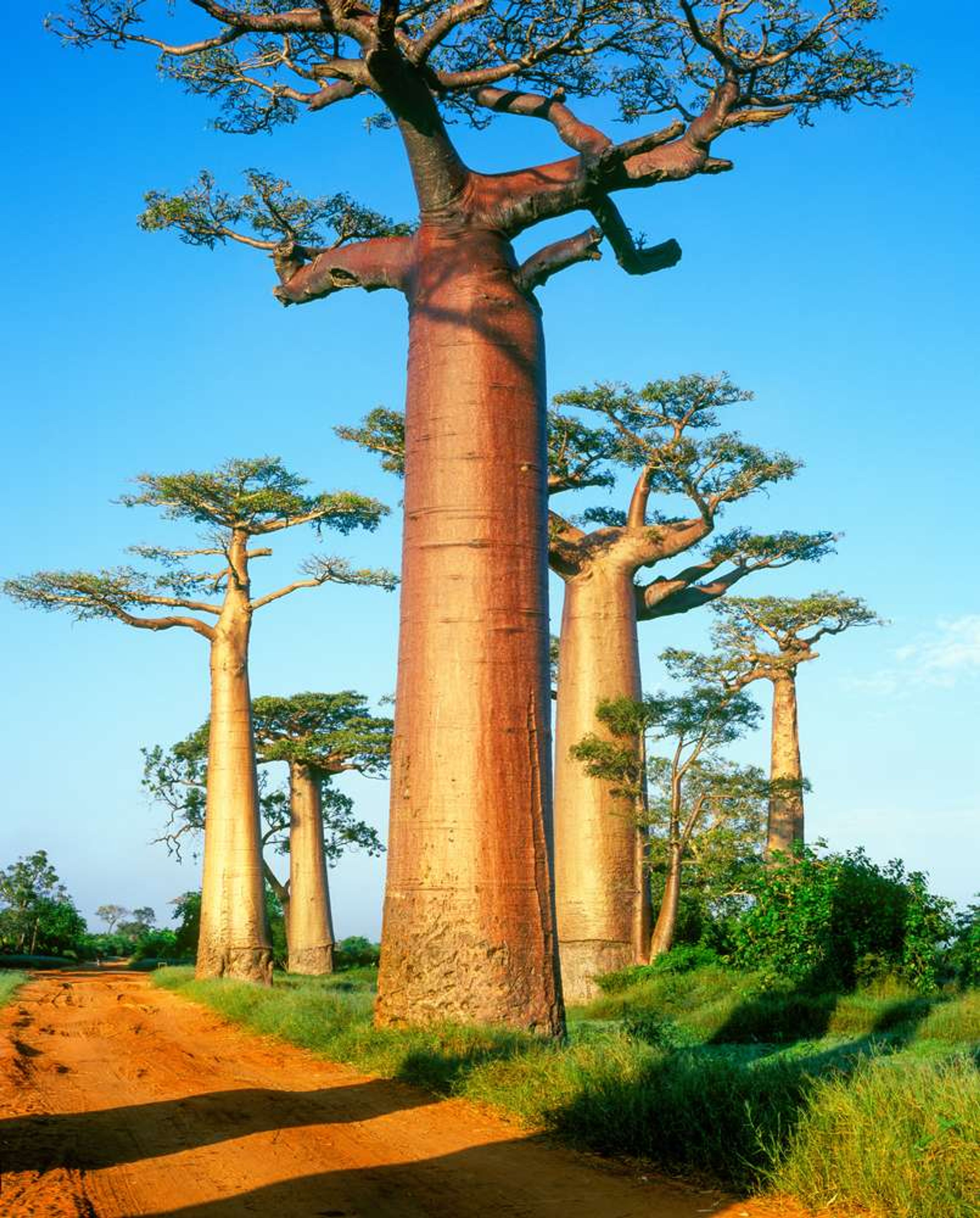 Madagascar Baobab Avenue Boom