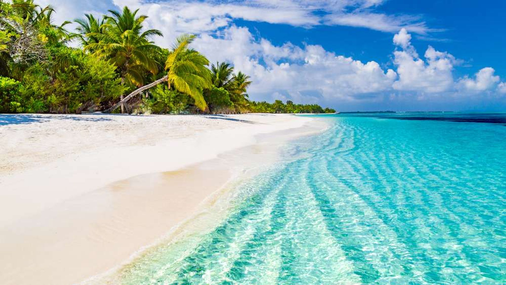 Malediven strand met palmbomen
