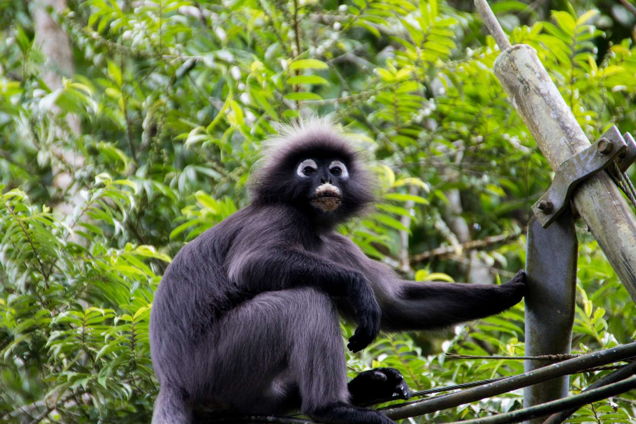 Maleisie Penang Leaf Monkey