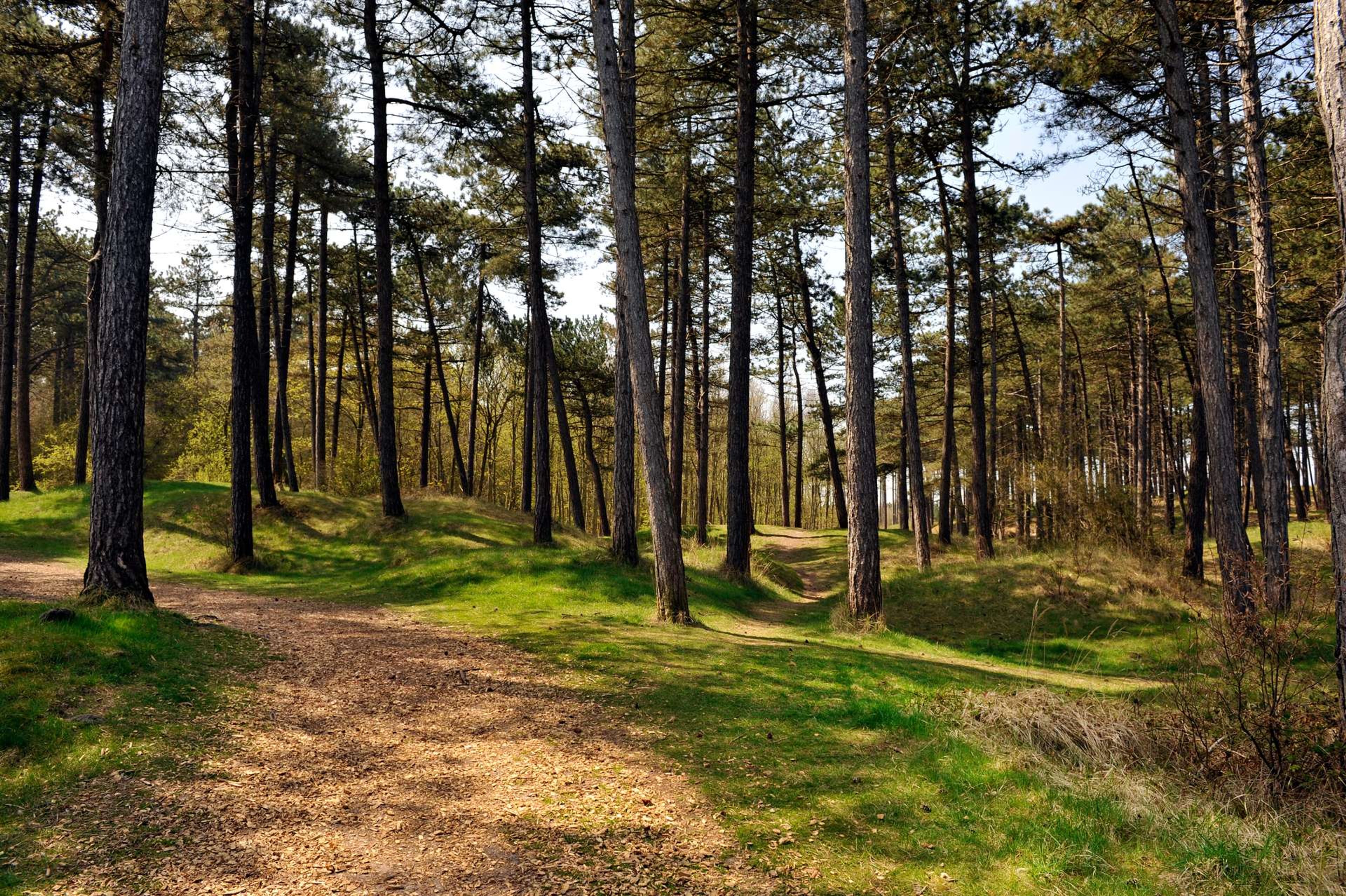 Nederland Ameland dennenbos