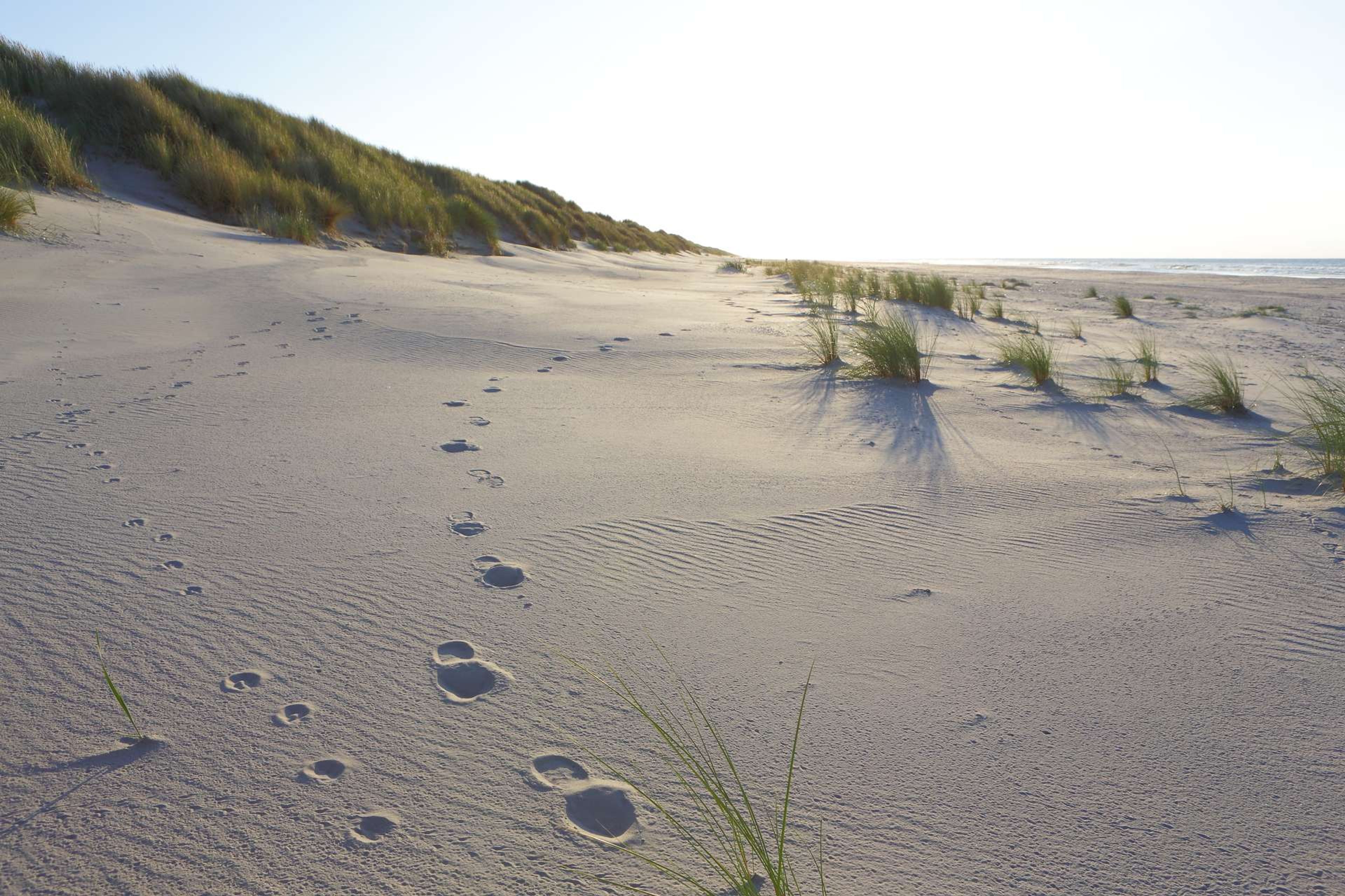 Nederland Ameland strand