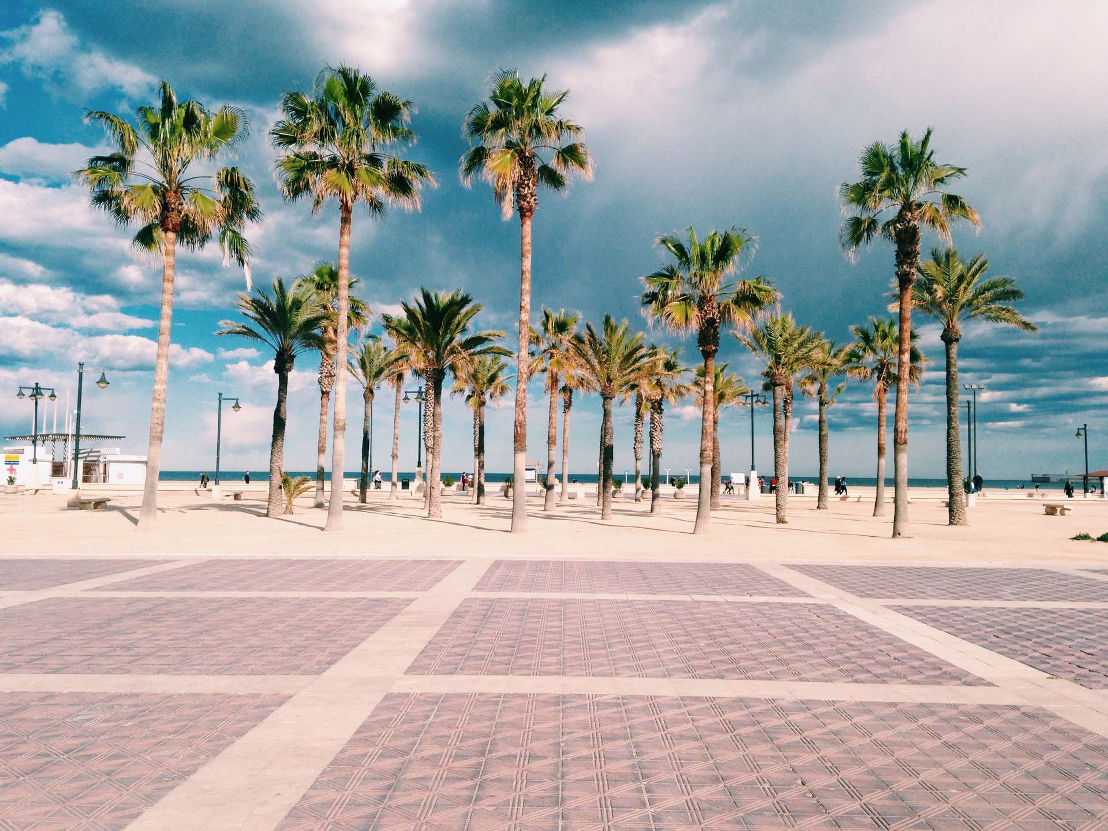 Spanje Valencia Palm Trees 