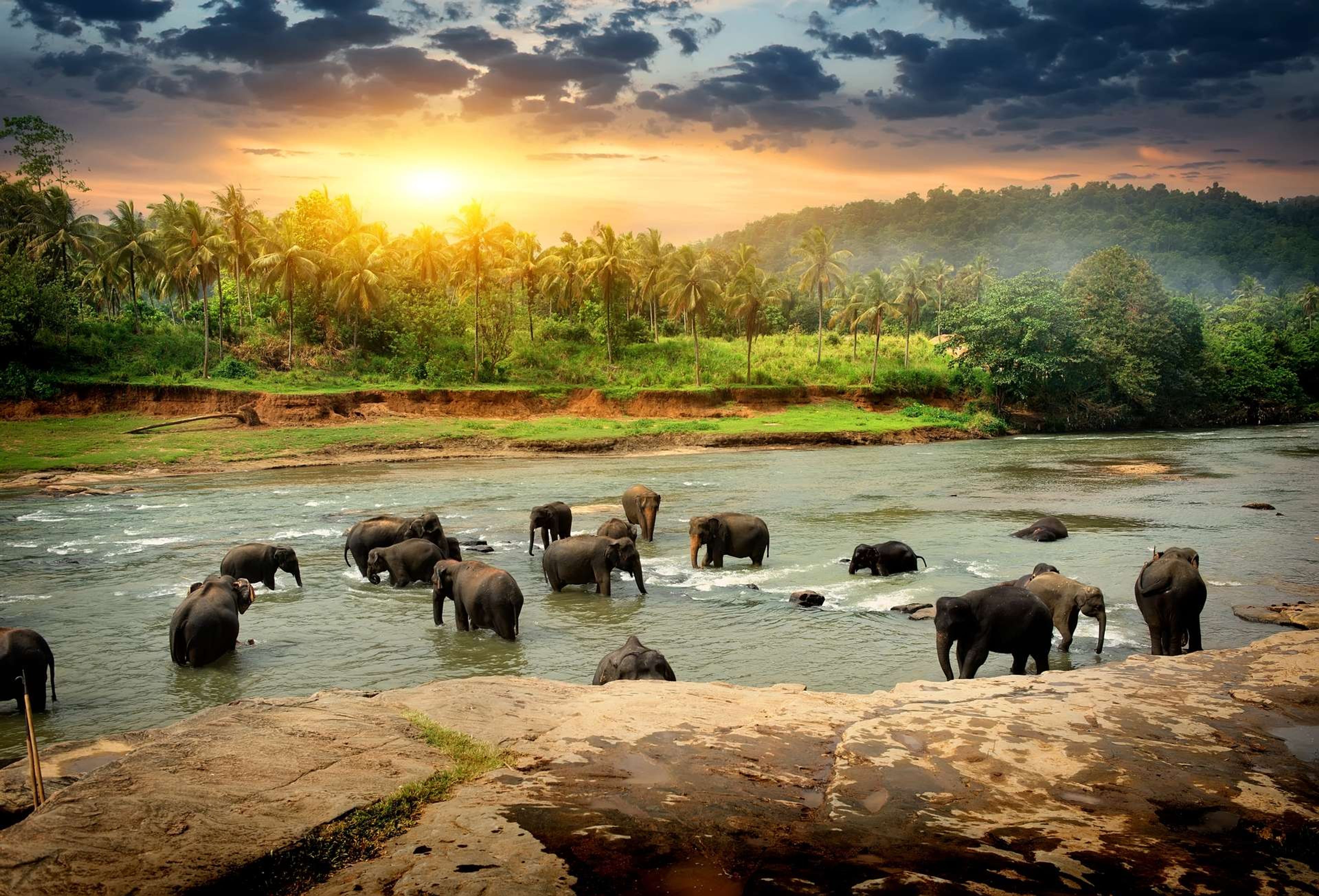 Sri Lanka olifanten in water1