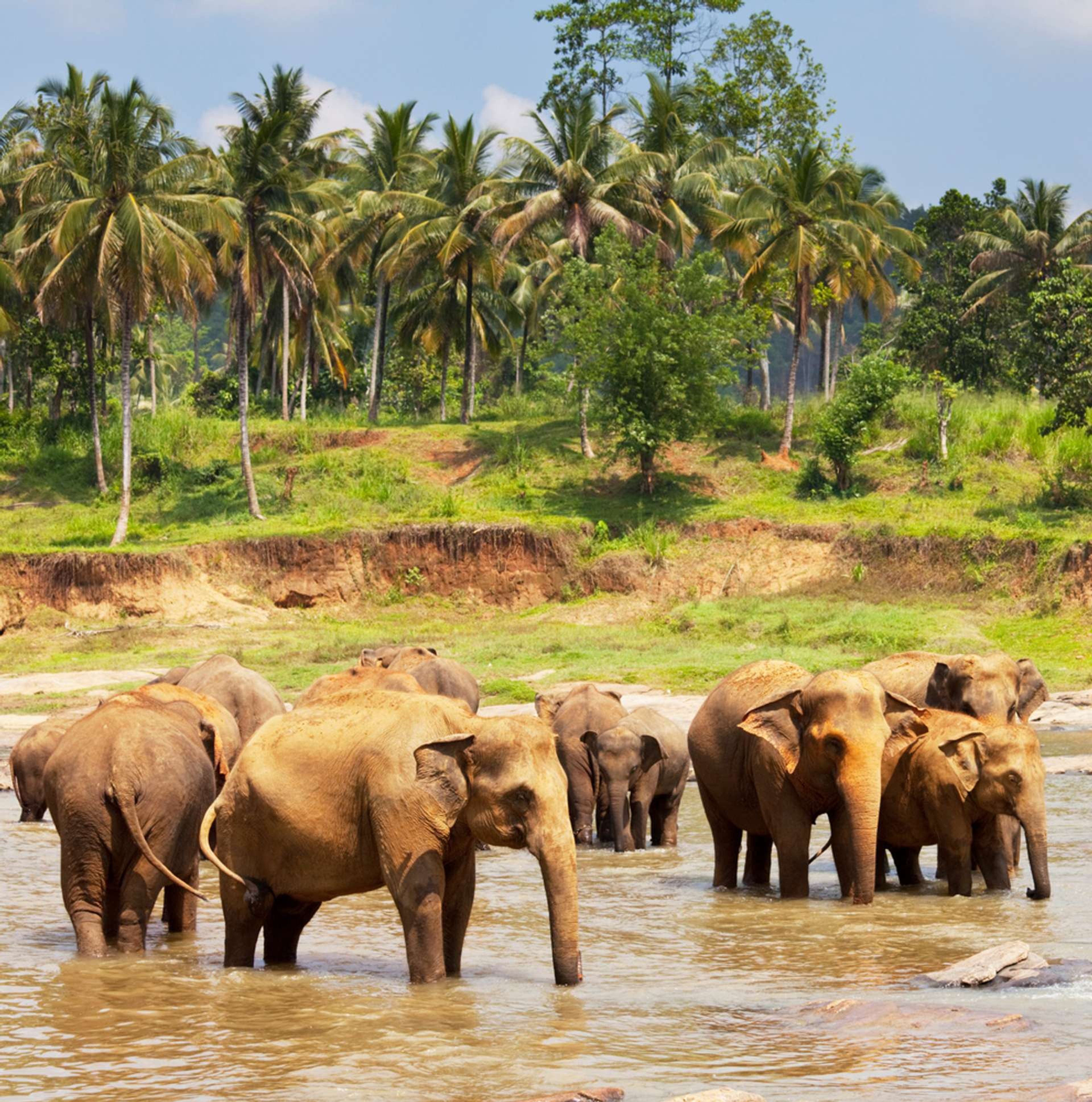 Sri Lanka olifanten in water