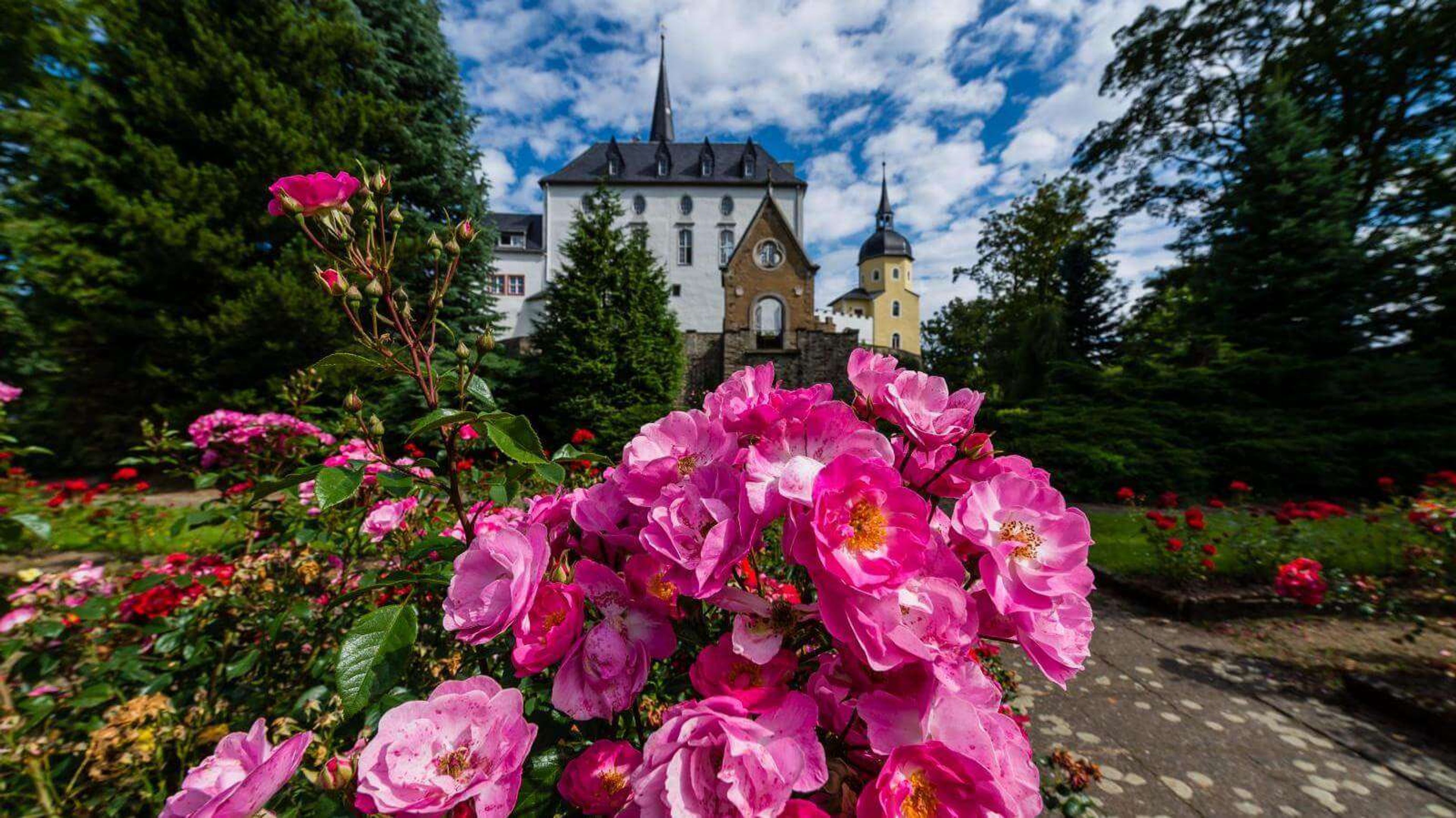 purschenstein rosen