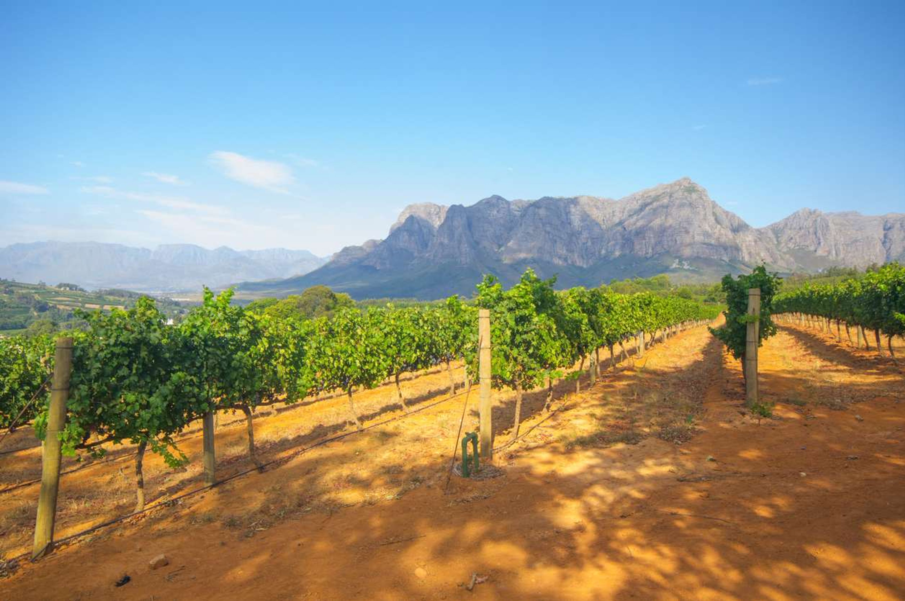 Wijngaard Zuid Afrika