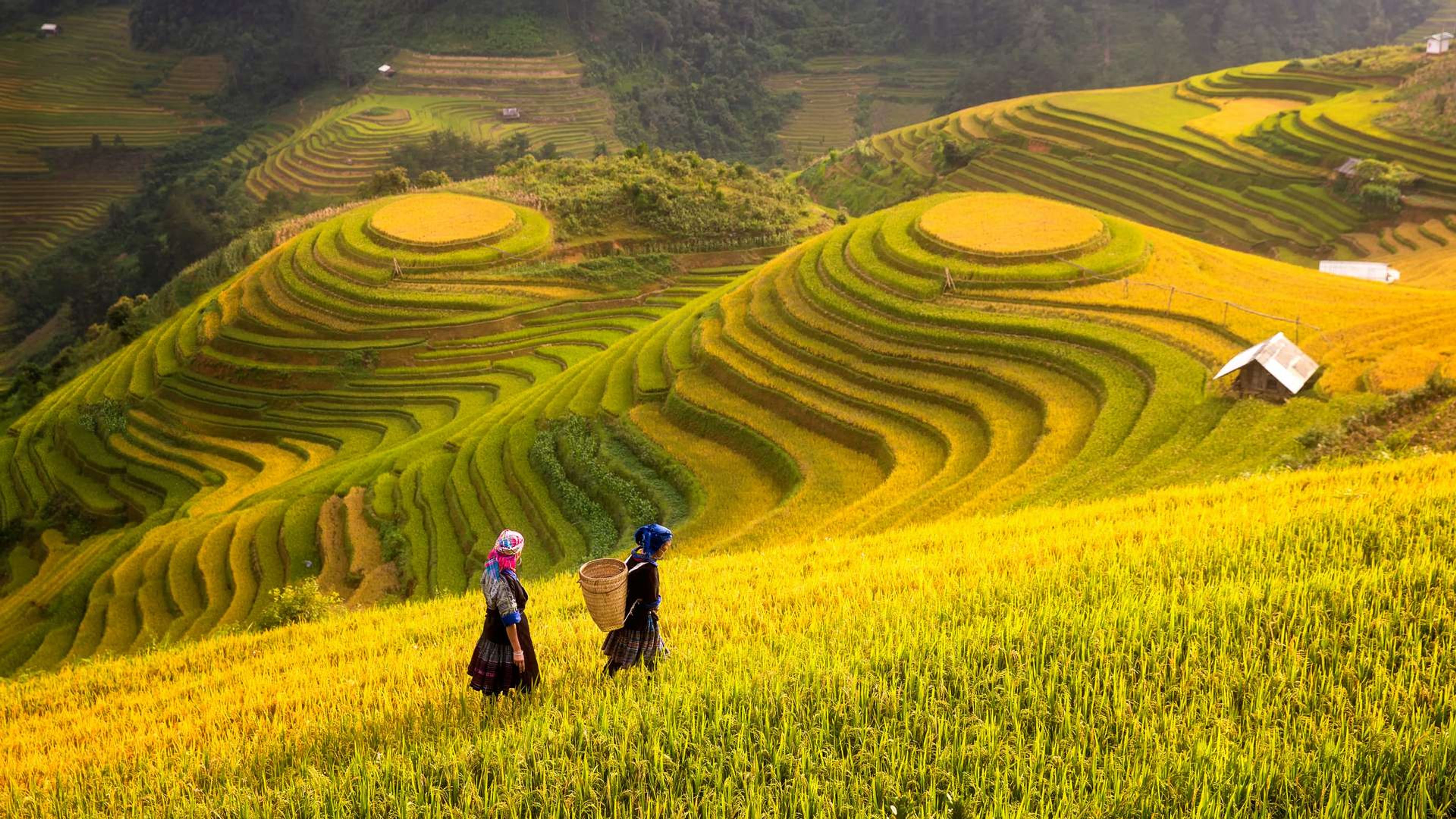 Vietnam YenBai Mu Cang Chai rijstvelden2