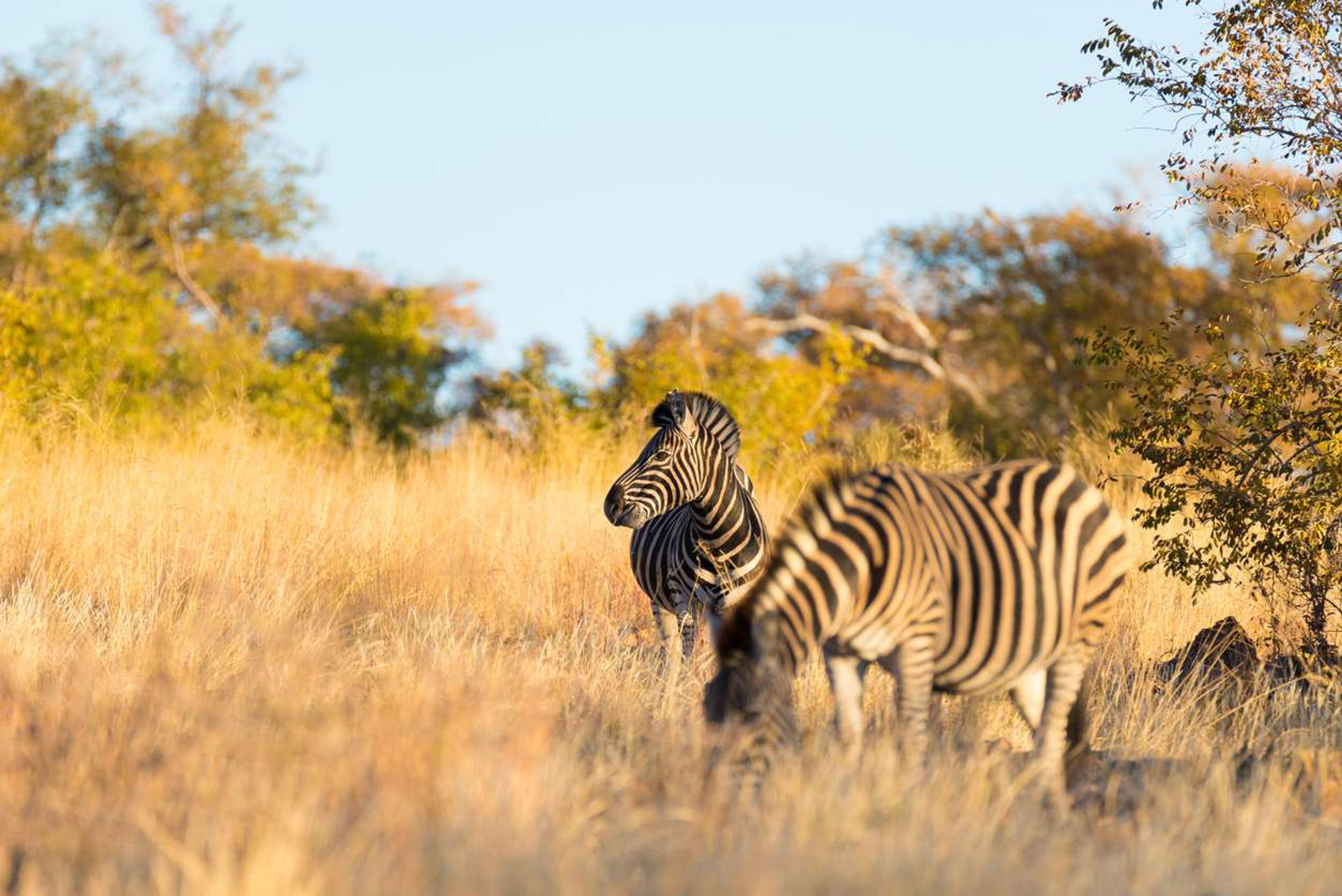 Zebra Kruger Park