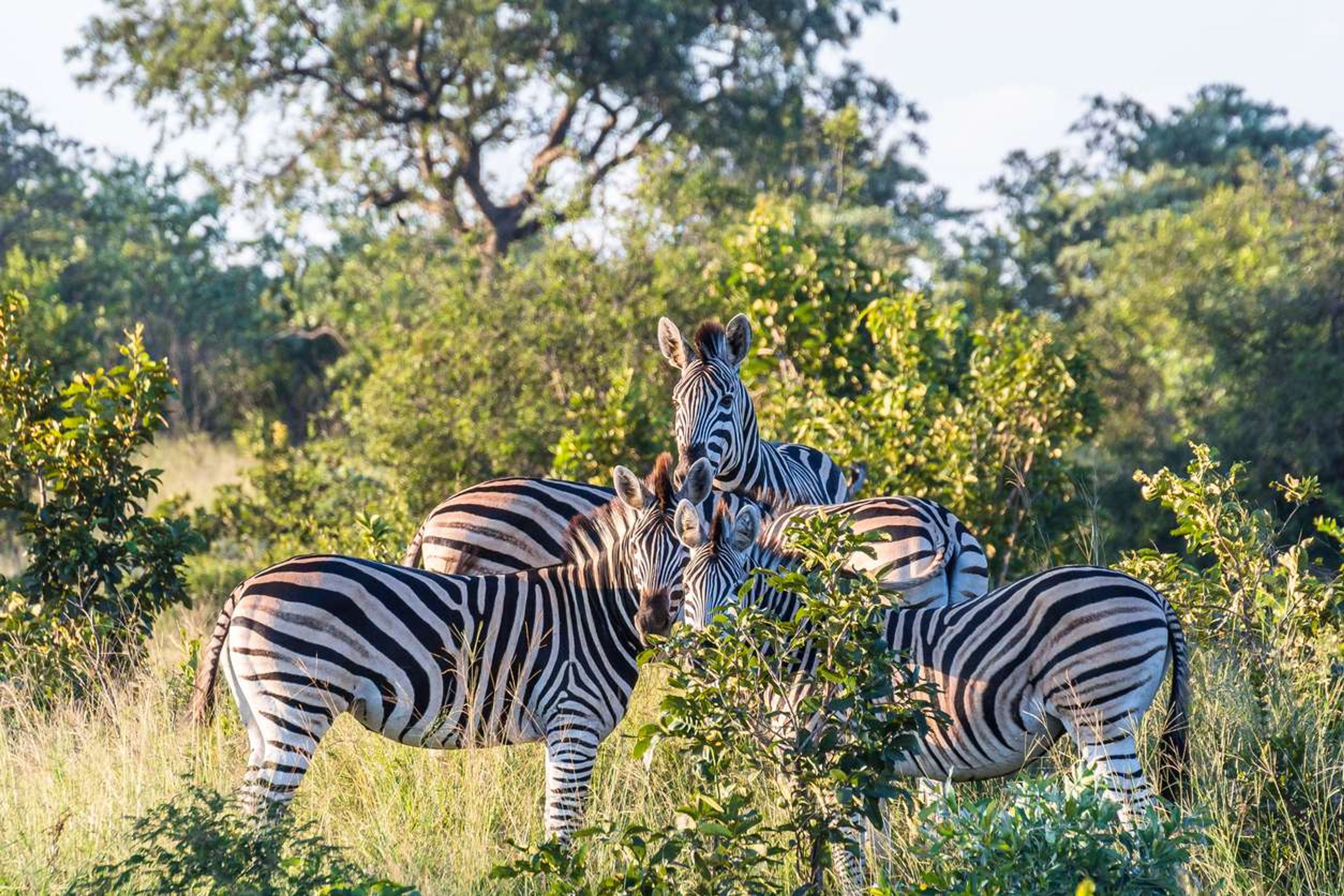 Zebra's Kruger Park