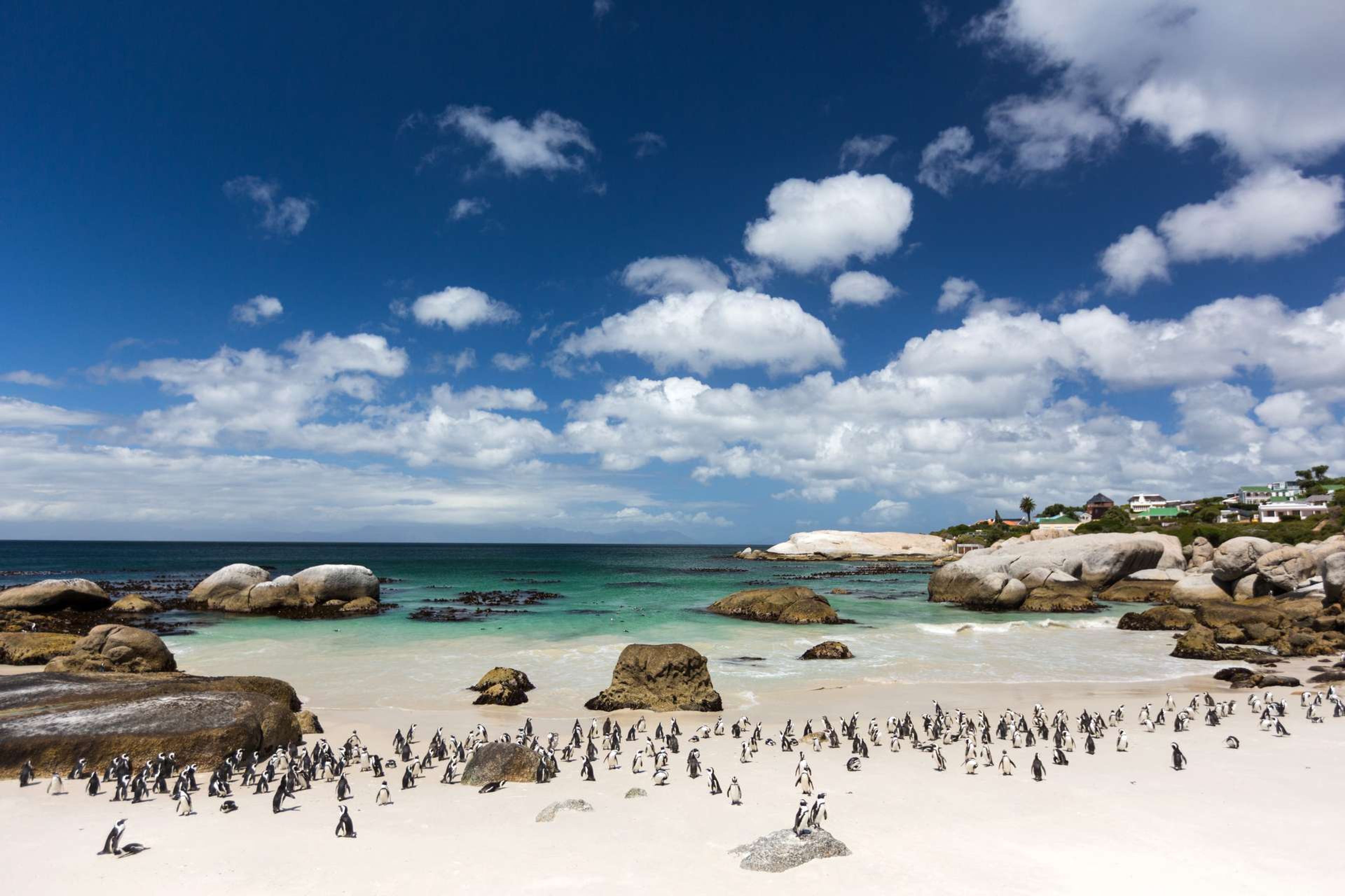 Zuid Afrika Kaapstad Boulders Beach penguins1