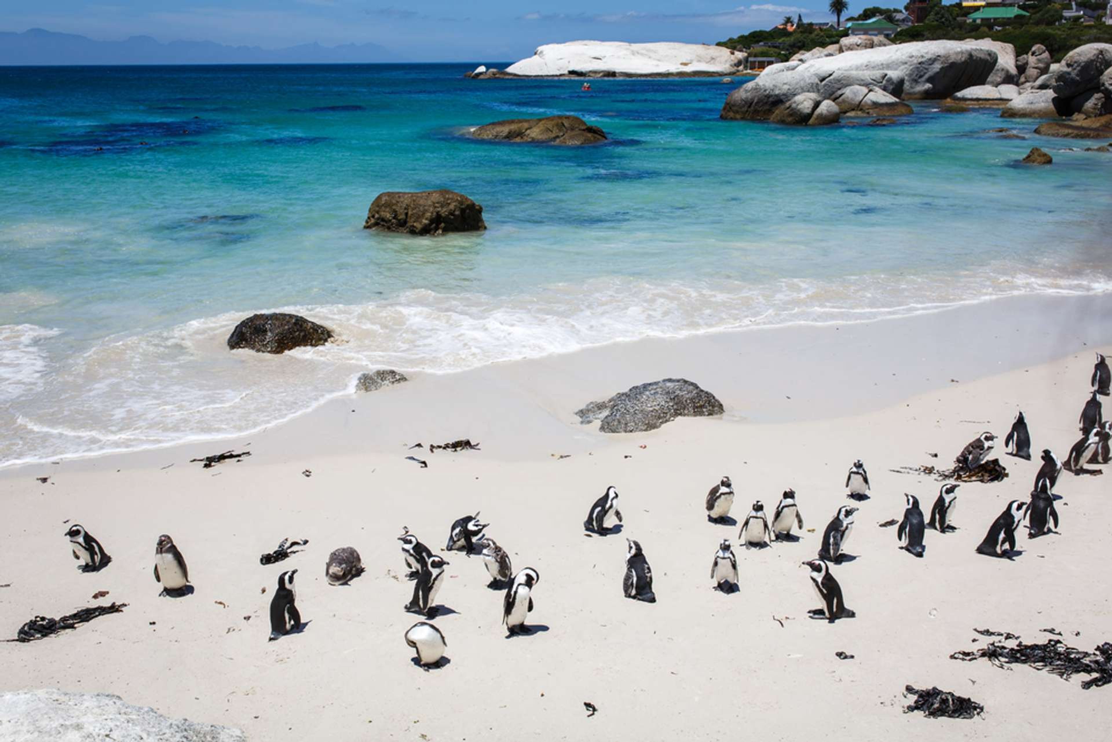 Zuid Afrika Kaapstad Boulders Beach penguins