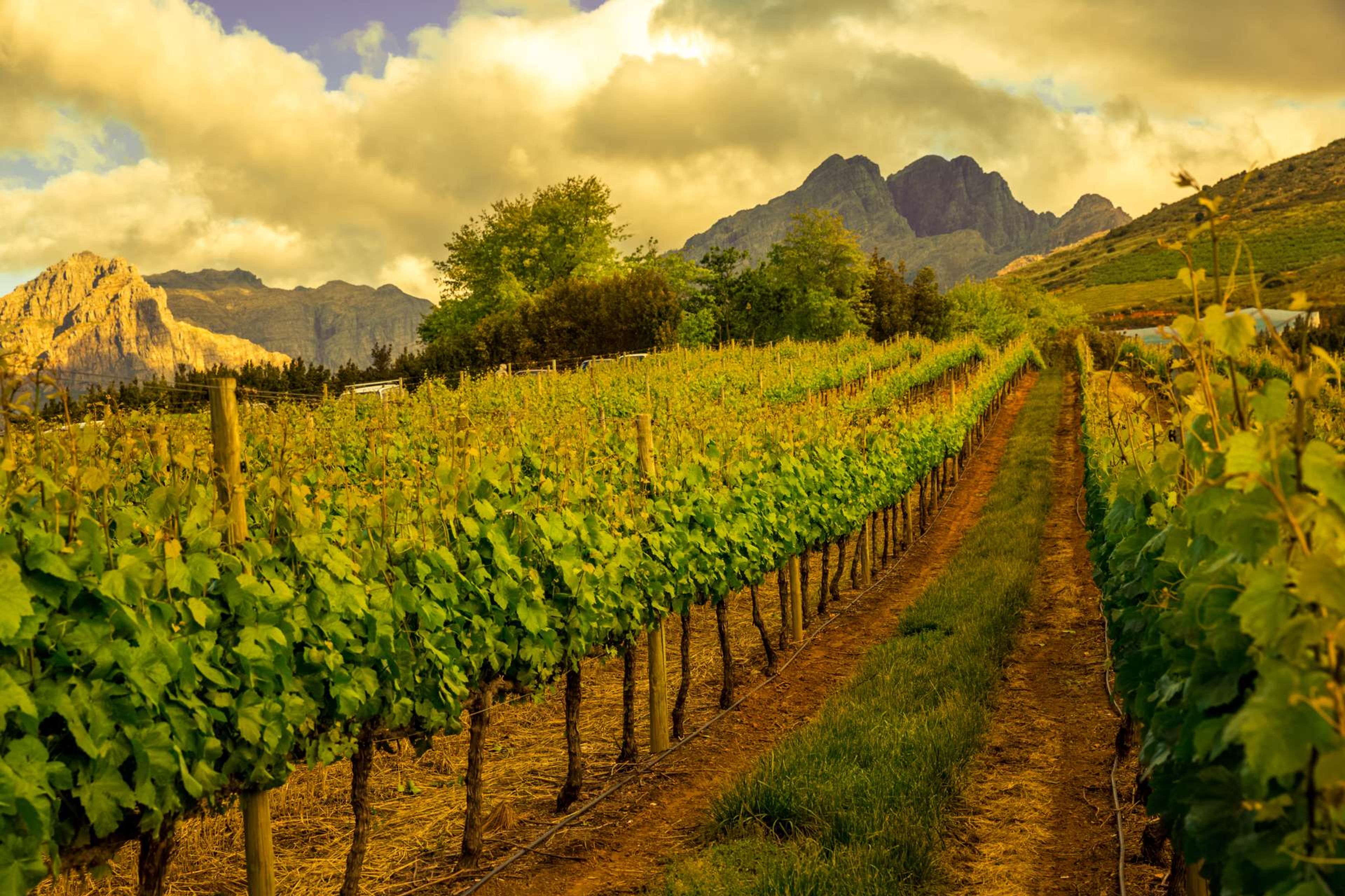 Zuid Afrika Kaapstad Stellenbosch wijngaard