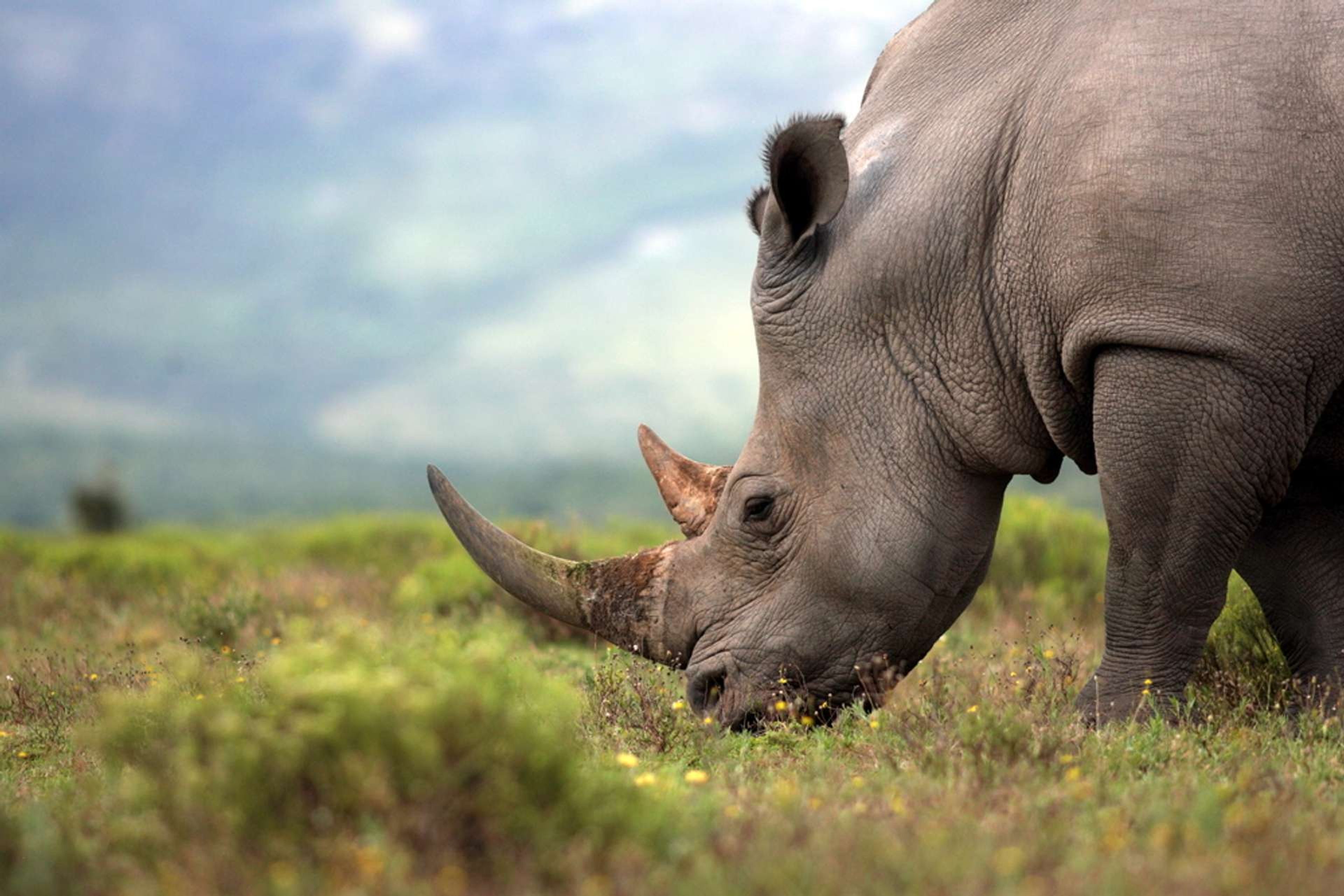 Zuid Afrika witte neushoorn